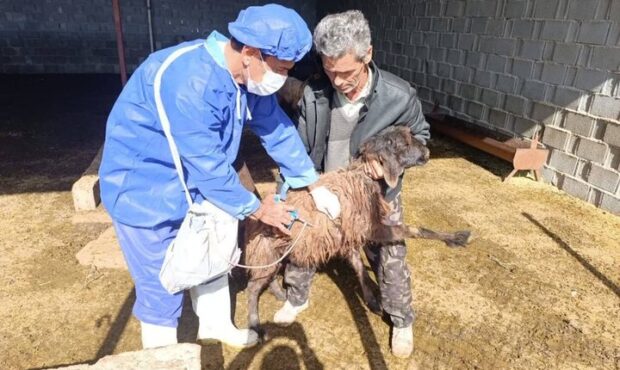 واکسیناسیون ضربتی تب برفکی در بخش بوشکان اجرا شد