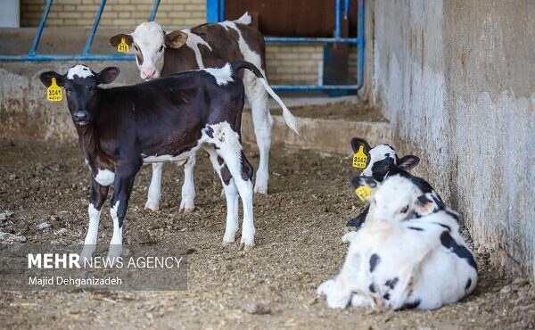 کاهش ۳۵ درصدی کانون بیماری‌های واگیر دامی و ۳۰ درصدی آبزیان در کشور