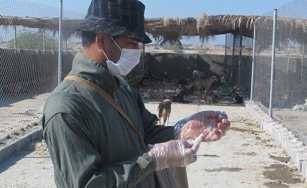 ۲۹ هزار قلاده سگ در اصفهان علیه بیماری هاری واکسینه شد