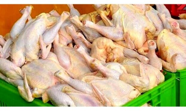 معاون وزیر جهاد کشاورزی: واردات گوشت مرغ برای پشتیبانی ذخائر استراتژیک
