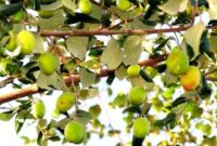 توسعه باغات کنار در خرمشهر آغاز شد