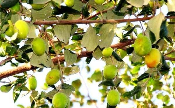 توسعه باغات کنار در خرمشهر آغاز شد