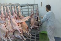 فعالیت ۳۷ اکیپ در بوشهر برای نظارت بهداشتی و شرعی در عید قربان