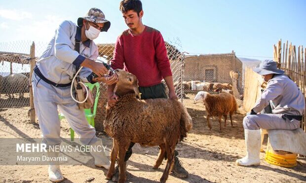 ۸۴ هزار رأس دام در شادگان علیه بیماری تب برفکی واکسینه شدند