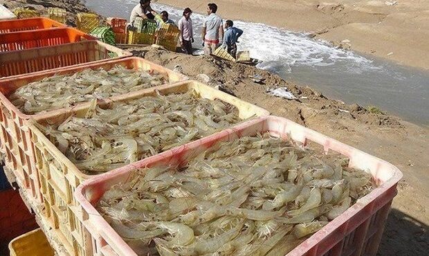رهنما: تکرار الگوهای سنتی صنعت میگو را در معرض بحران قرار می دهد
