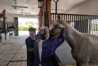 تست مالئیناسیون تک‌سمیان در اسلام‌آباد غرب اجرا شد