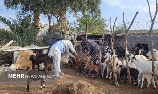واکسیناسیون رایگان بیش از ۴ هزار رأس دام سبک در مناطق عشایری نیکشهر