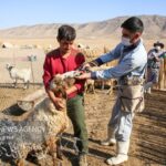 واکسیناسیون یک میلیون و ۲۰۰ هزار رأس دام سبک در سیستان و بلوچستان_6a66f1dcc037a.jpeg