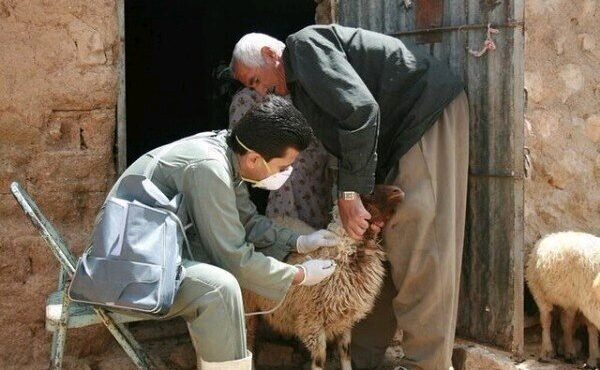 ارائه خدمات رایگان دامپزشکی به بیش از یک‌هزار رأس دام در روستای دادانه