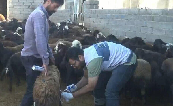 اردوی جهادی دامپزشکی در روستاهای هشترود