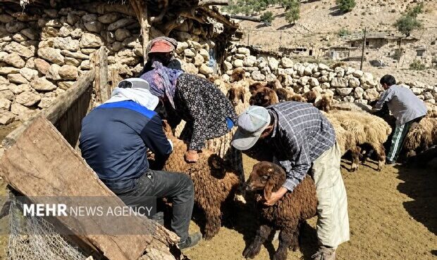 طرح واکسیناسیون رایگان تب برفکی در مازندران کلید خورد