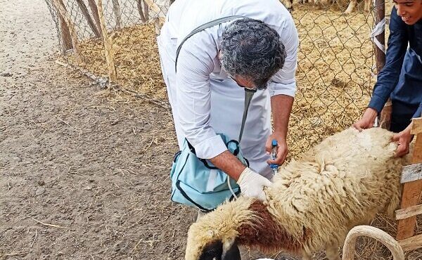 واکسیناسیون بیش از ۳۴۰۰ رأس دام در مناطق روستایی و عشایری مهرستان